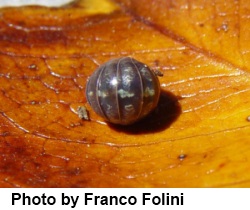 pillbug